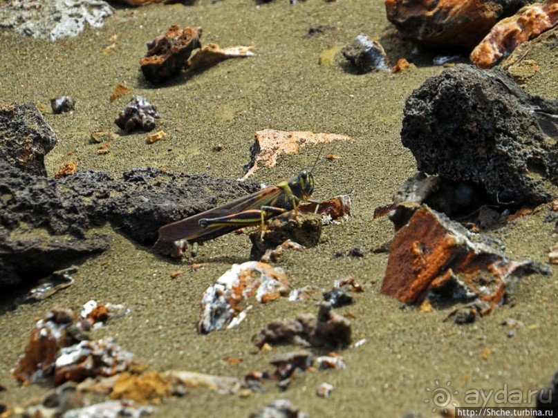 Остров Бартоломе — прогулка по лавовым полям и склонам