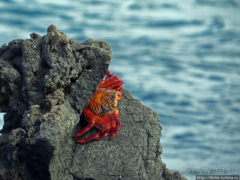 Остров Бартоломе — прогулка по лавовым полям и склонам