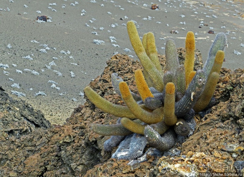 Остров Бартоломе — прогулка по лавовым полям и склонам