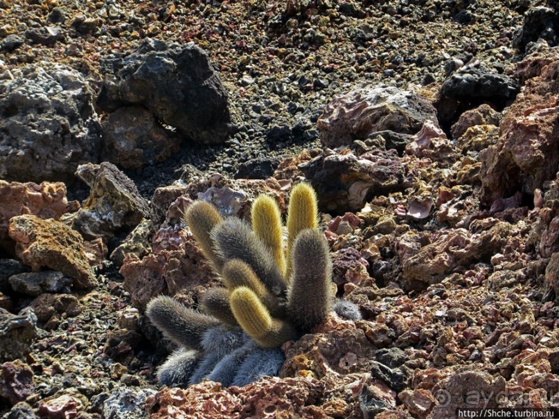 Остров Бартоломе — прогулка по лавовым полям и склонам