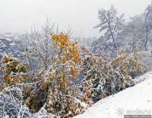 Золотая осень в Норвегии. Комбинации желтого и белого золота