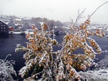 Золотая осень в Норвегии. Комбинации желтого и белого золота