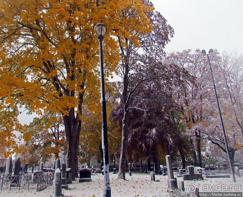 Золотая осень в Норвегии. Комбинации желтого и белого золота