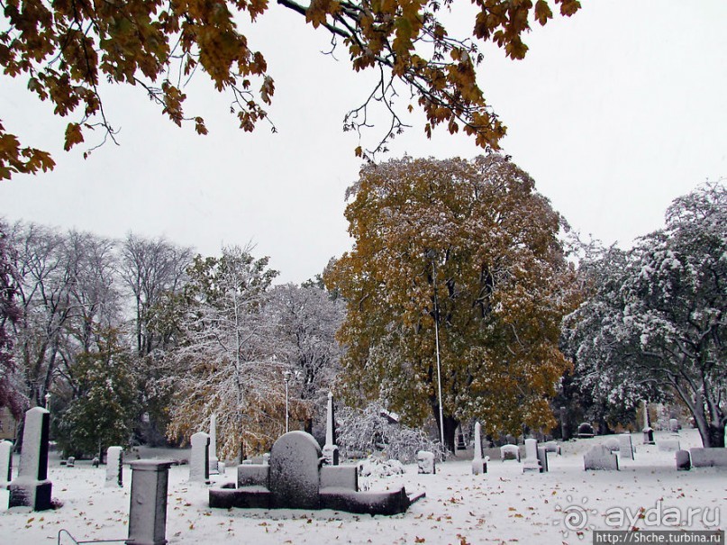 Золотая осень в Норвегии. Комбинации желтого и белого золота