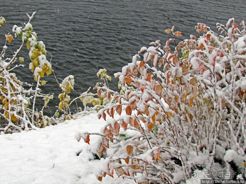 Золотая осень в Норвегии. Комбинации желтого и белого золота