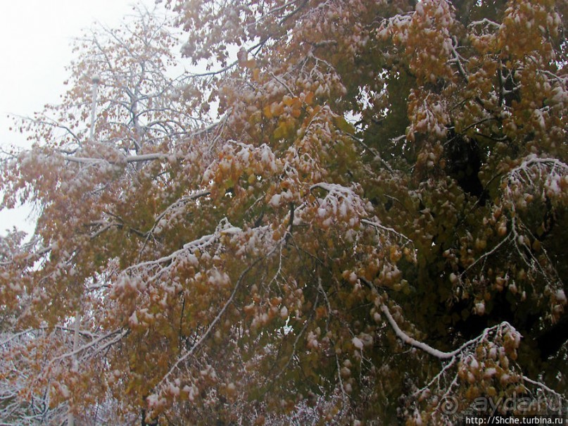 Золотая осень в Норвегии. Комбинации желтого и белого золота