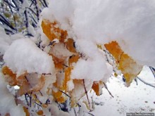 Золотая осень в Норвегии. Комбинации желтого и белого золота