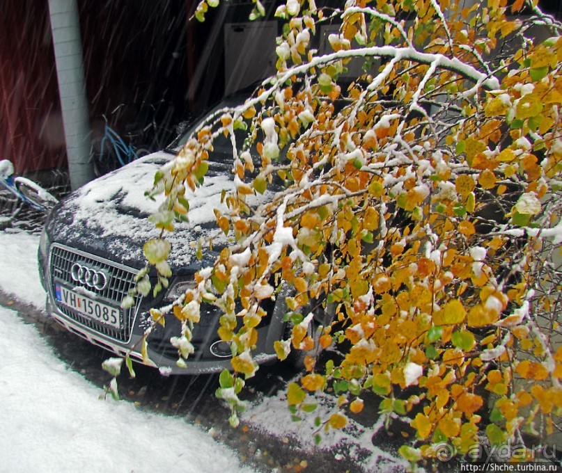 Золотая осень в Норвегии. Комбинации желтого и белого золота