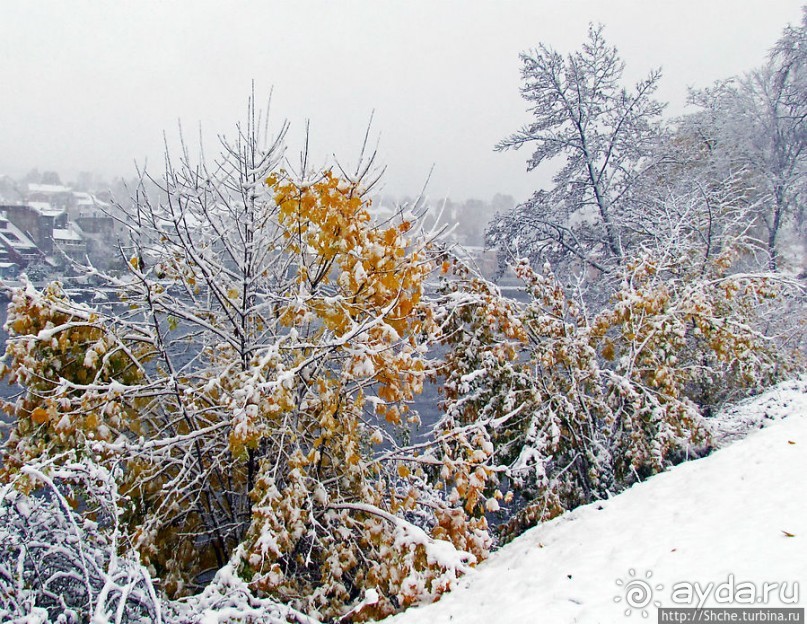 Золотая осень в Норвегии. Комбинации желтого и белого золота