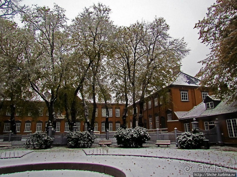 Золотая осень в Норвегии. Комбинации желтого и белого золота