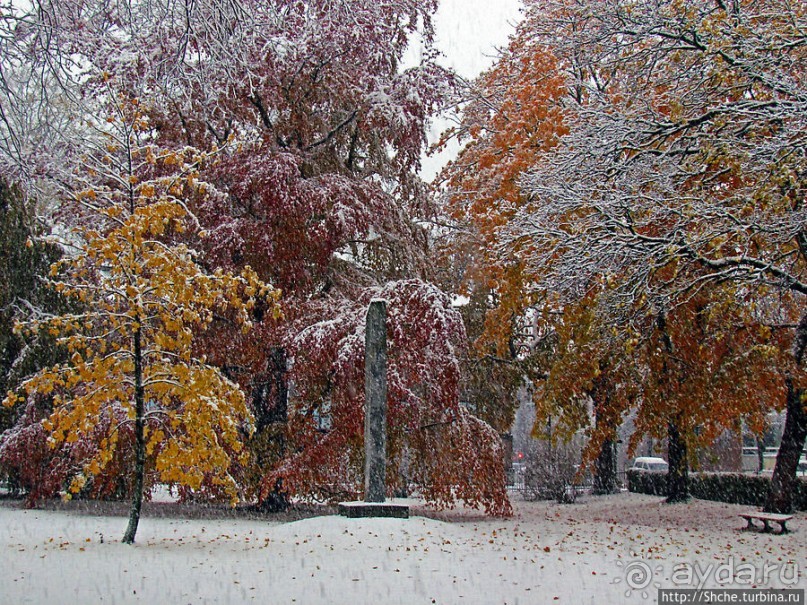 Золотая осень в Норвегии. Комбинации желтого и белого золота