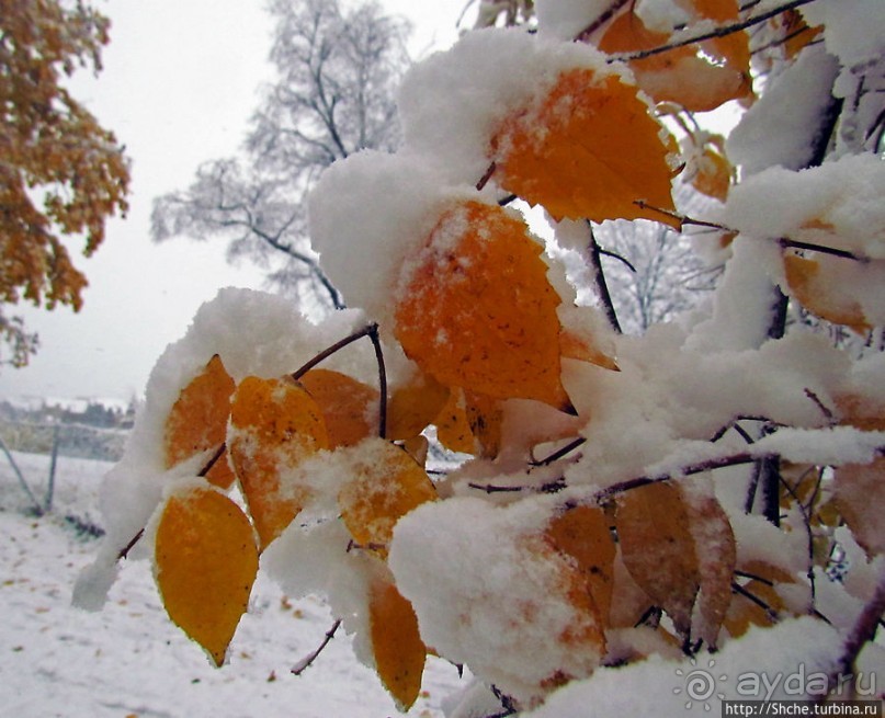 Золотая осень в Норвегии. Комбинации желтого и белого золота