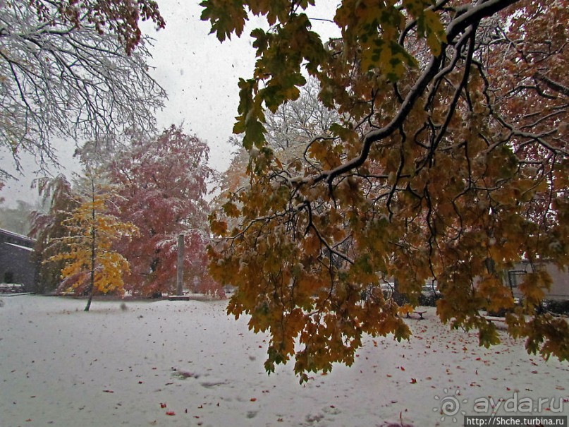 Золотая осень в Норвегии. Комбинации желтого и белого золота