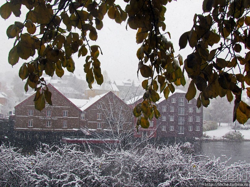 Золотая осень в Норвегии. Комбинации желтого и белого золота