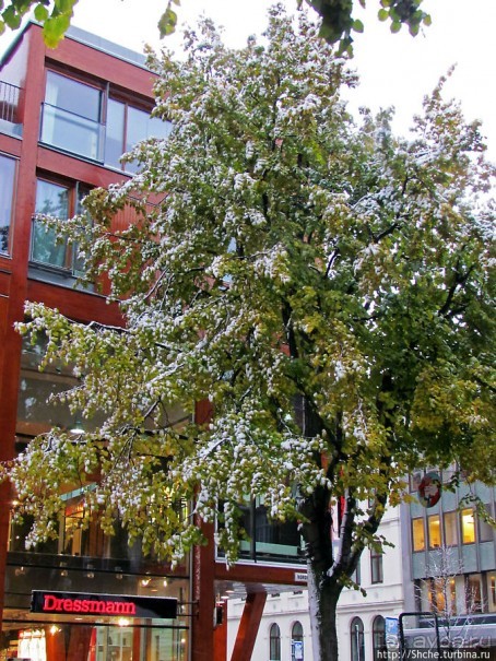 Золотая осень в Норвегии. Комбинации желтого и белого золота