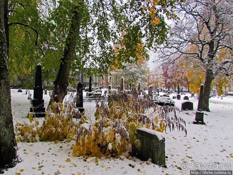 Золотая осень в Норвегии. Комбинации желтого и белого золота