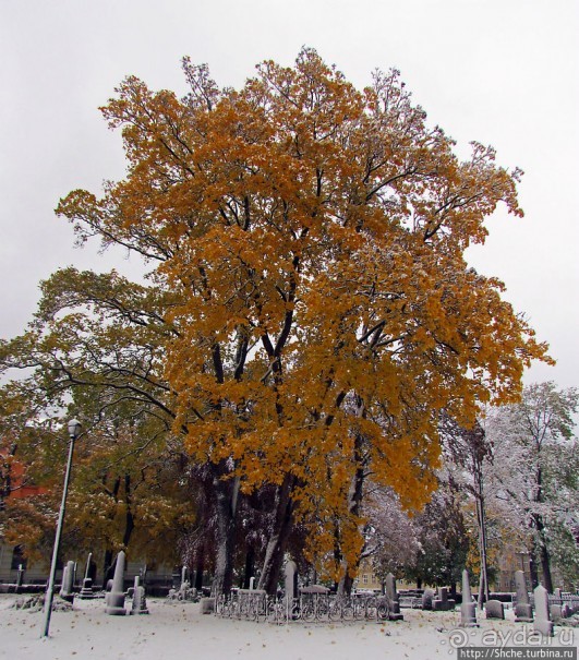 Золотая осень в Норвегии. Комбинации желтого и белого золота