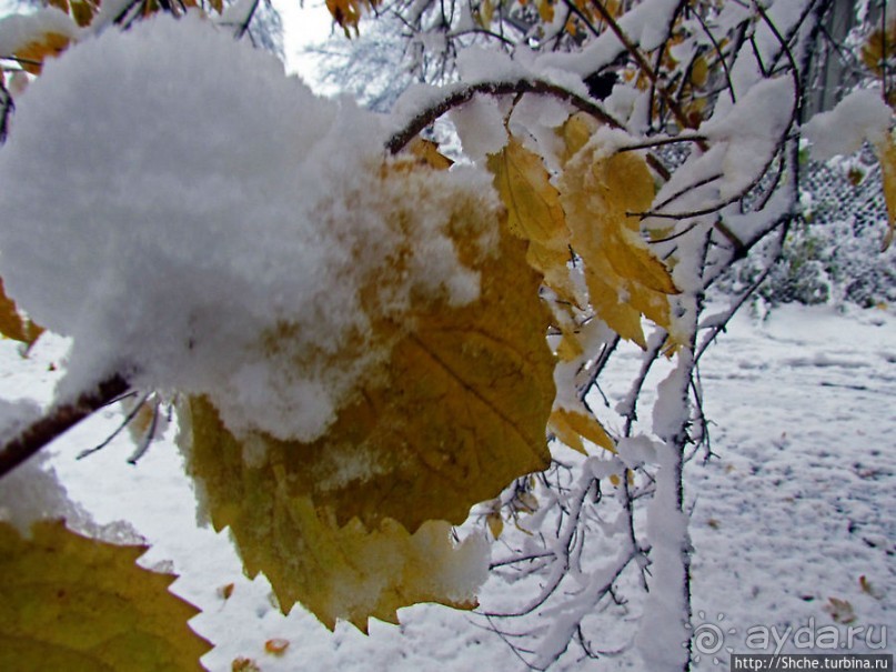 Золотая осень в Норвегии. Комбинации желтого и белого золота