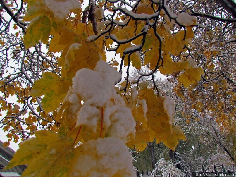 Золотая осень в Норвегии. Комбинации желтого и белого золота