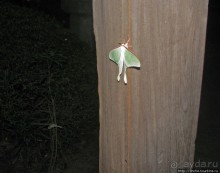 Ночной визит в синтоистский храм. Изучаем правила поведения.