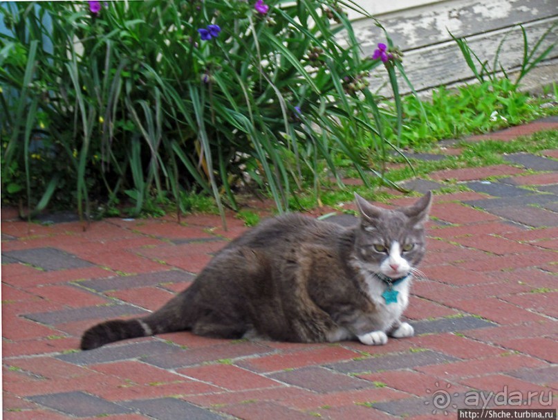 Commersial Street — и прогулка вдоль берега, и шоппинг