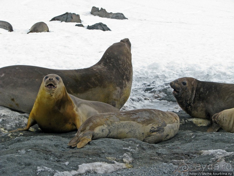 Наблюдаем за семьей морских слонов