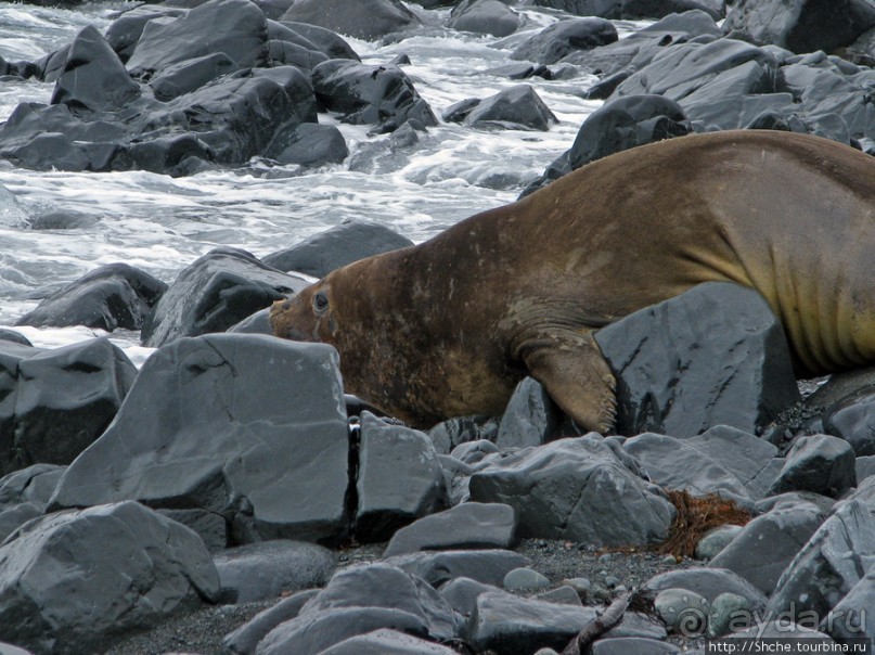 Наблюдаем за семьей морских слонов