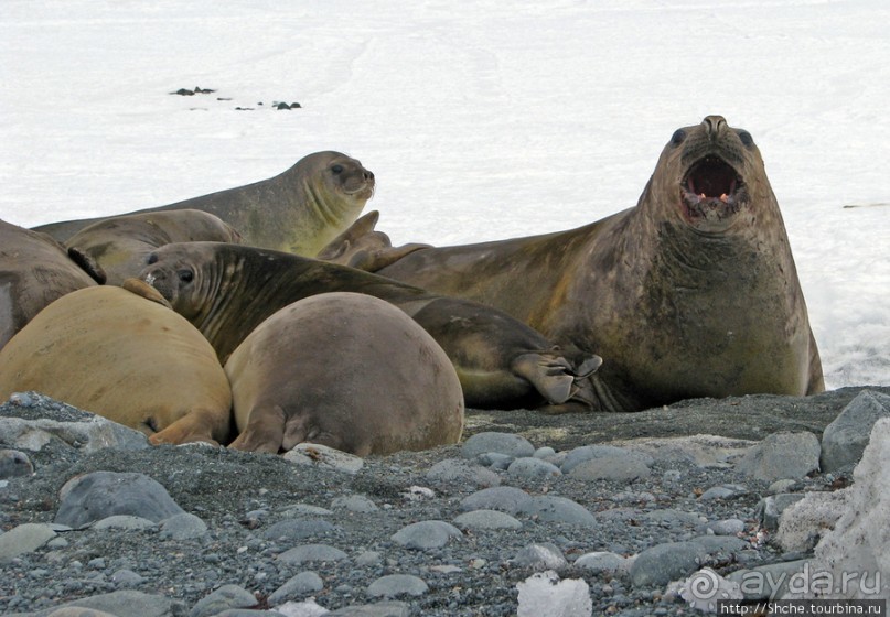 Наблюдаем за семьей морских слонов