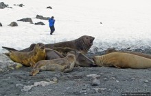 Наблюдаем за семьей морских слонов