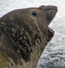 Наблюдаем за семьей морских слонов