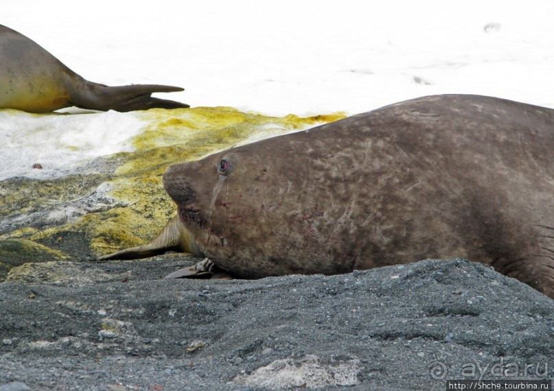 Наблюдаем за семьей морских слонов