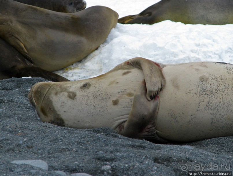 Наблюдаем за семьей морских слонов