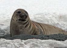 Наблюдаем за семьей морских слонов