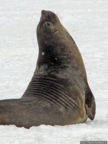 Наблюдаем за семьей морских слонов