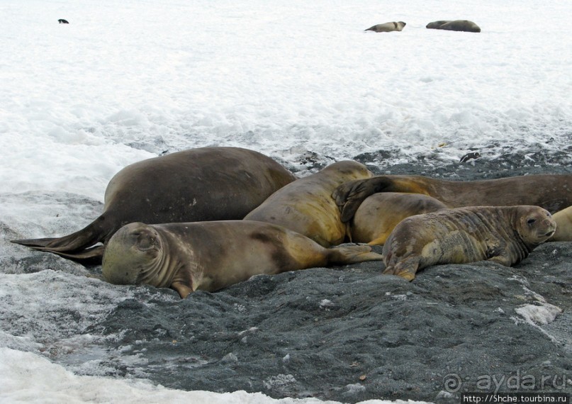 фото Антарктиды