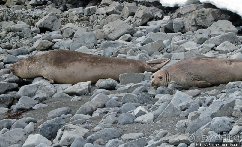 Наблюдаем за семьей морских слонов