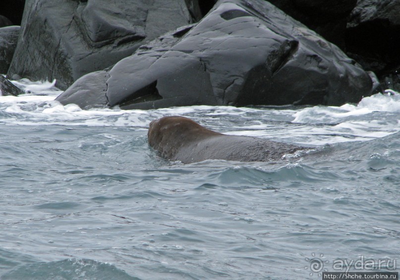 Наблюдаем за семьей морских слонов