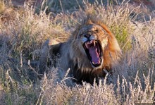 Альбом отзыва "Старый лев борозды не испортит"