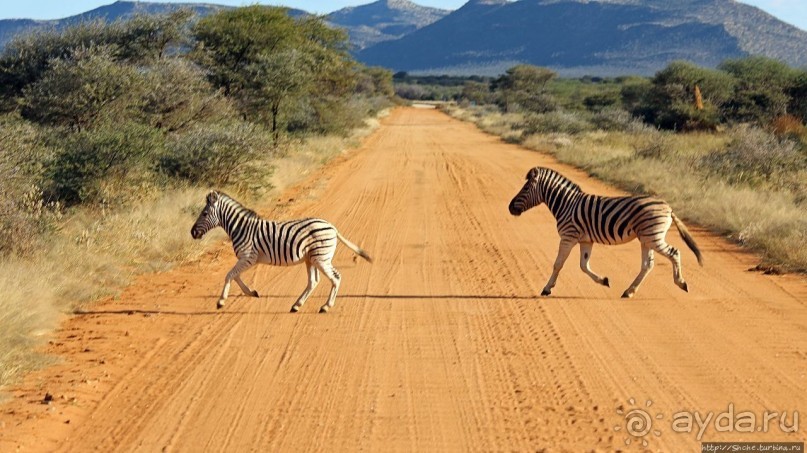 Старый лев борозды не испортит