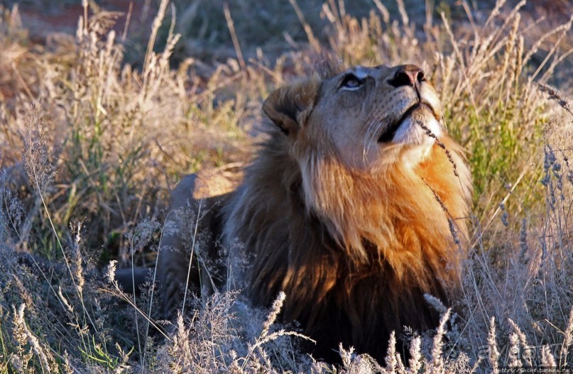 Альбом отзыва "Старый лев борозды не испортит"