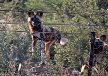 Старый лев борозды не испортит