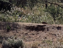 Старый лев борозды не испортит