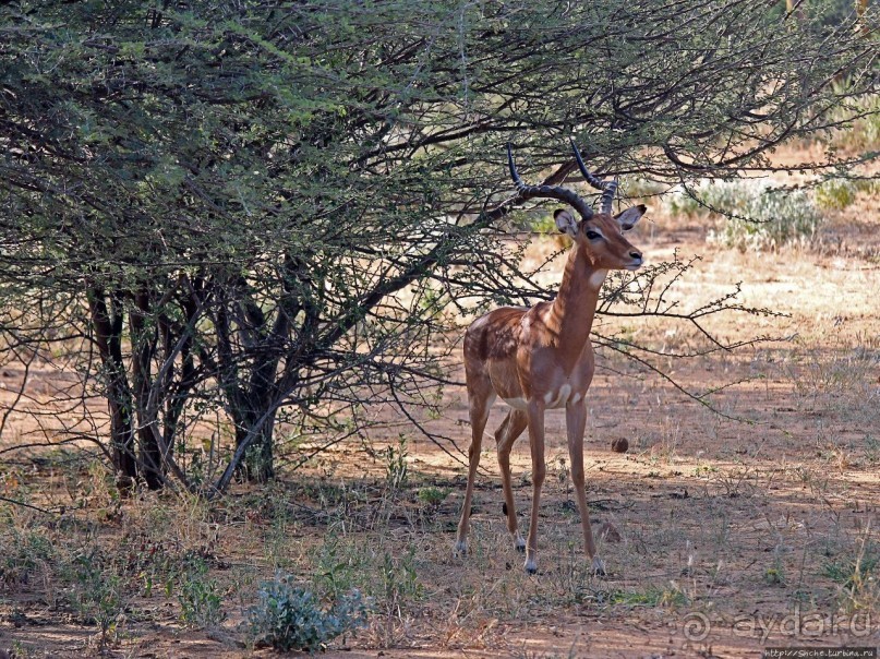 Старый лев борозды не испортит