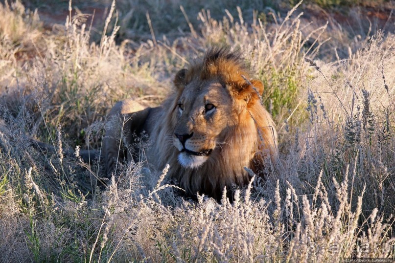 Старый лев борозды не испортит