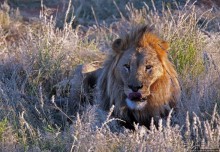 Альбом отзыва "Старый лев борозды не испортит"