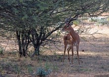 Старый лев борозды не испортит