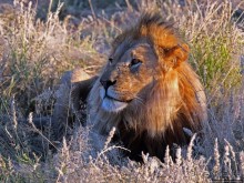 Альбом отзыва "Старый лев борозды не испортит"