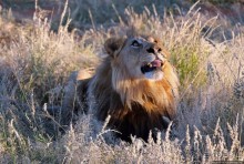 Альбом отзыва "Старый лев борозды не испортит"