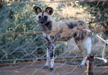 Старый лев борозды не испортит