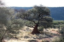 Старый лев борозды не испортит